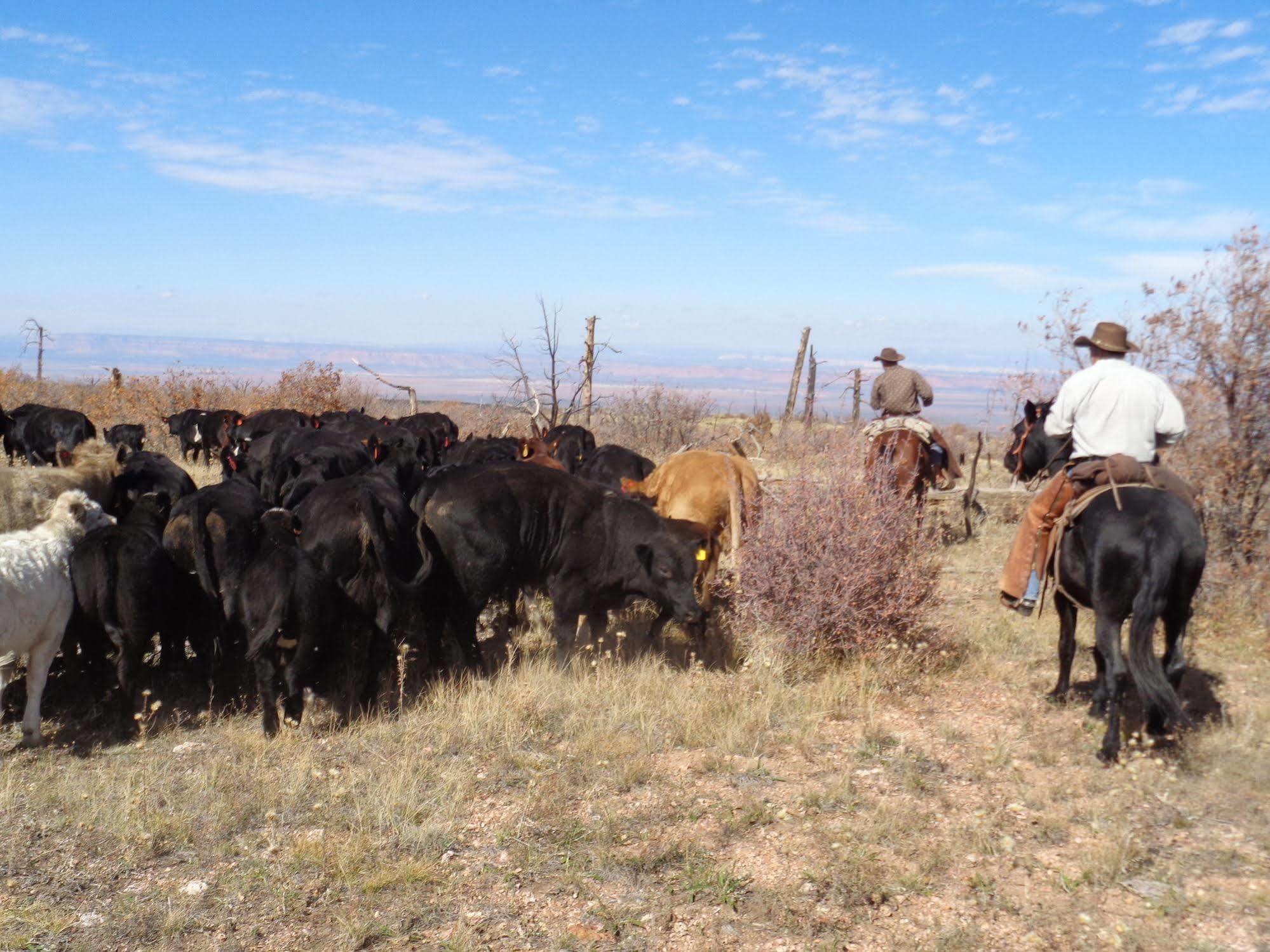 Grand Canyon Ranch & Outfitters Hotell Fredonia Exteriör bild